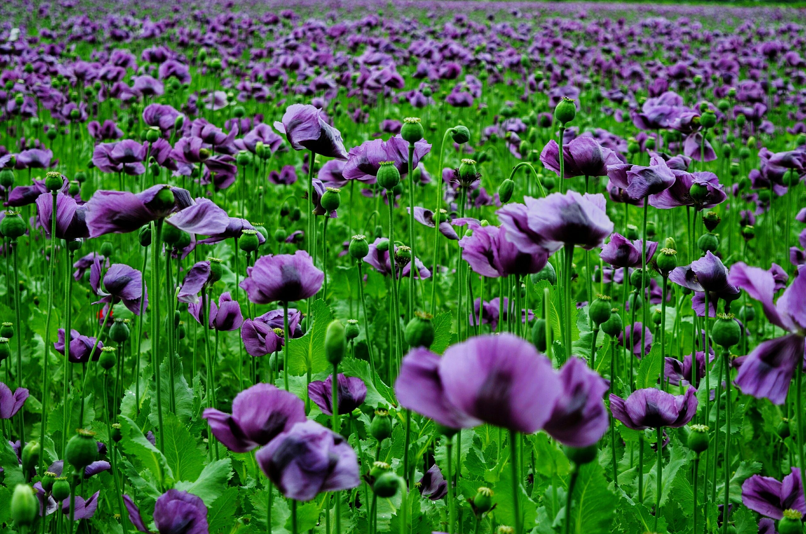 Coquelicot violet