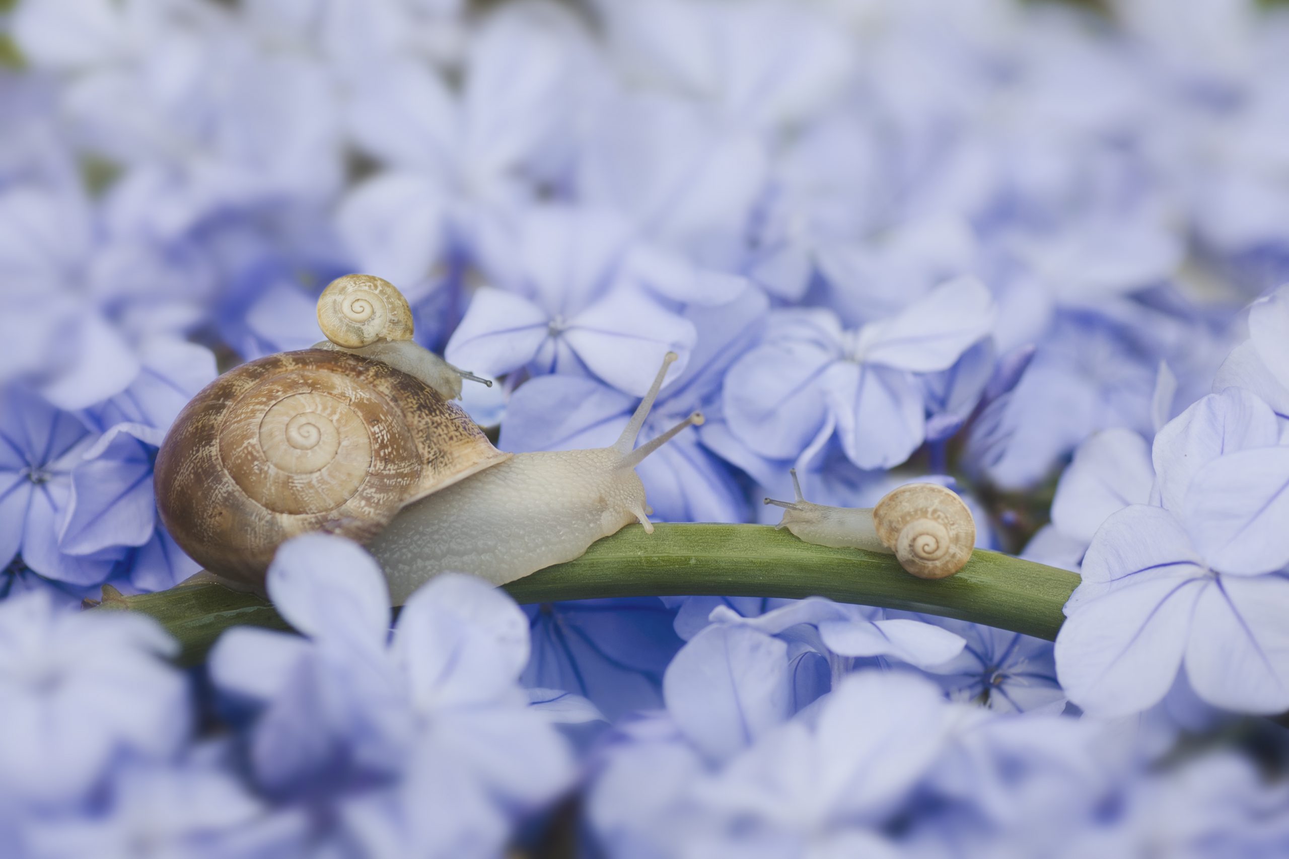 escargots, Pourquoi les granulés anti-limaces sont-ils interdits ?