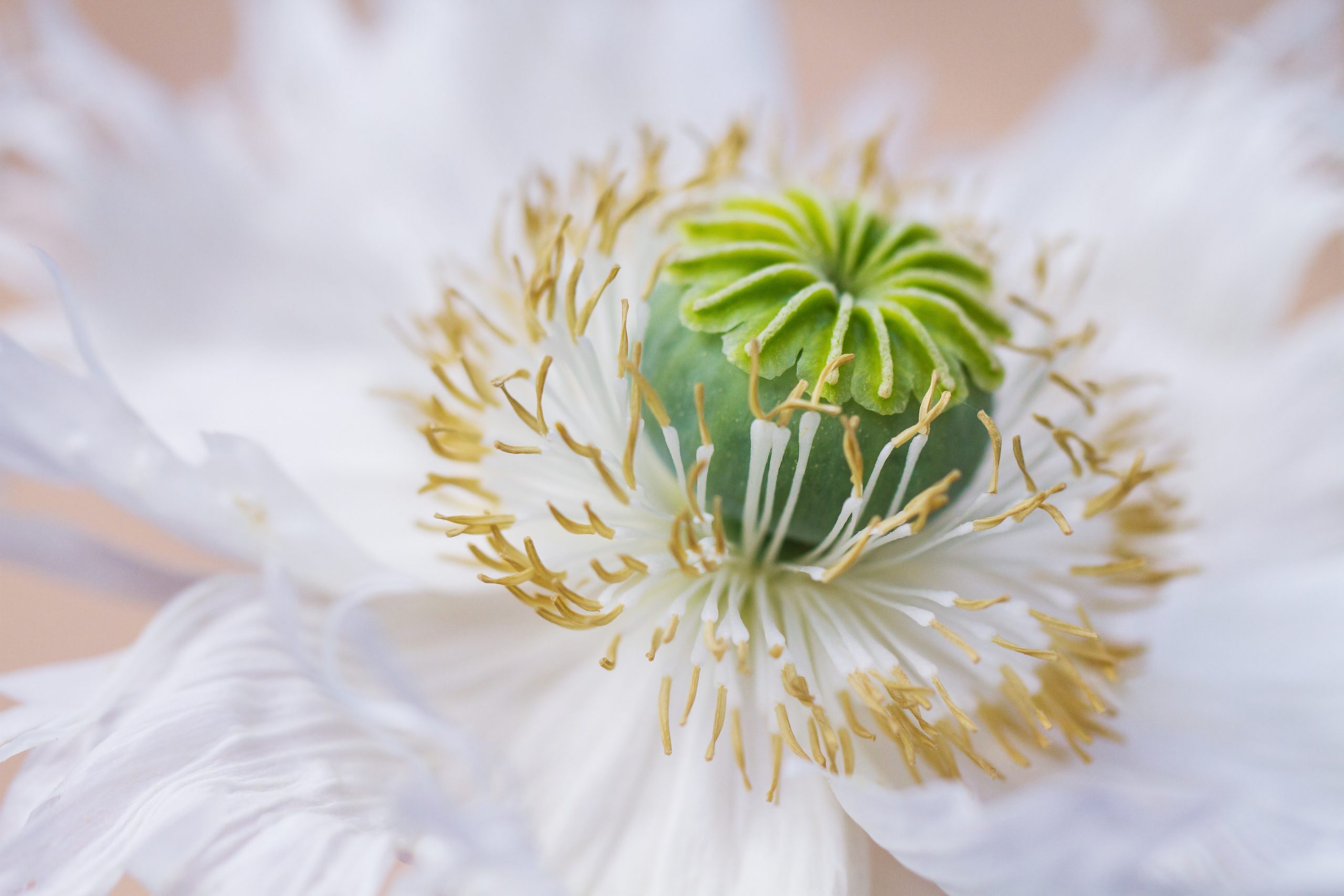 Coquelicot blanc - que signifie un coquelicot blanc ?